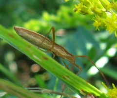 Protenor belfragei