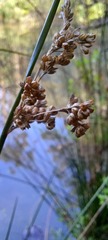 Juncus