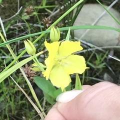 Lysimachia quadriflora