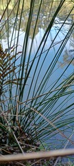Juncus