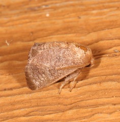 Isa textula