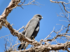 Geranoaetus polyosoma