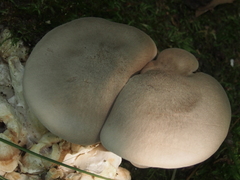 Entoloma abortivum