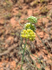 Asclepias engelmanniana