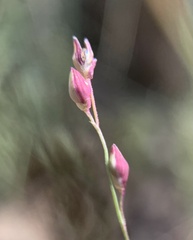 Panicum hirticaule