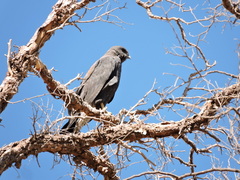 Geranoaetus polyosoma