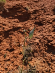 Asclepias engelmanniana