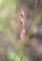 Panicum hirticaule