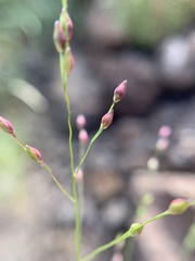 Panicum hirticaule