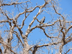 Geranoaetus polyosoma