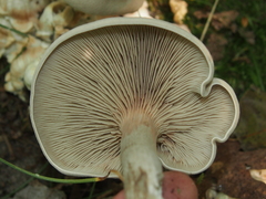 Entoloma abortivum