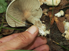 Entoloma abortivum