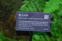 Dennstaedtia wilfordii