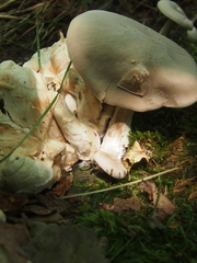 Entoloma abortivum