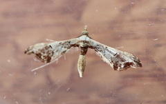 Euthrausta phoenicea