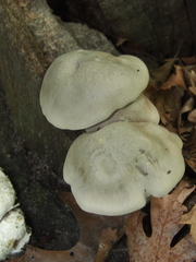 Entoloma abortivum