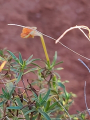 Oenothera hartwegii