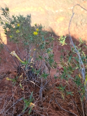 Oenothera hartwegii