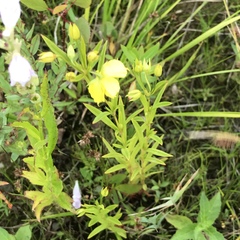 Lysimachia quadriflora
