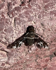 Exoprosopa dorcadion