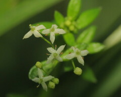 Galium