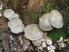 Entoloma abortivum
