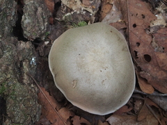 Entoloma abortivum