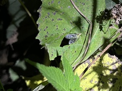 Oecanthus longicauda