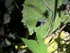 Oecanthus longicauda