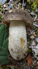 Leccinum