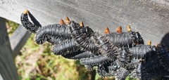 Perga dorsalis