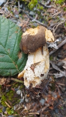 Leccinum