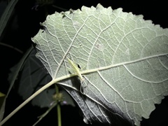 Oecanthus longicauda