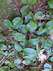 Epigaea repens
