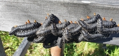 Perga dorsalis