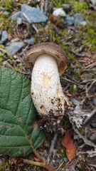 Leccinum