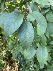Prunus nigra