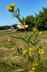 Lysimachia hybrida