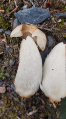 Leccinum