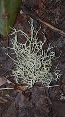 Evernia mesomorpha