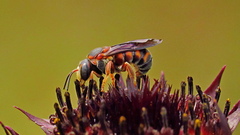 Dianthidium floridiense