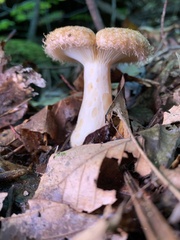 Lactarius torminosus