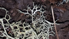 Evernia mesomorpha