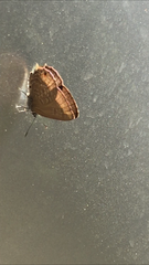 Anthene emolus goberus