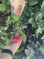 Corymbia