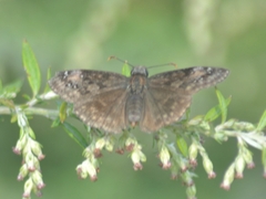Erynnis baptisiae