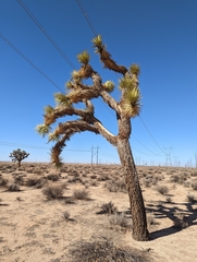 Yucca brevifolia
