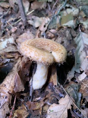 Lactarius torminosus