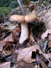 Lactarius torminosus