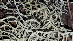 Evernia mesomorpha